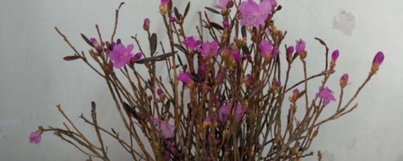 参赛的作文