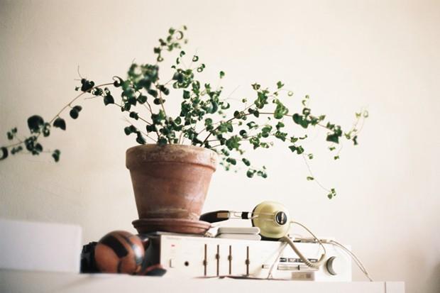 今年的清明节作文