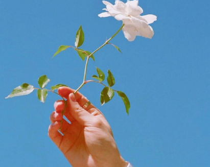 写一种植物的作文